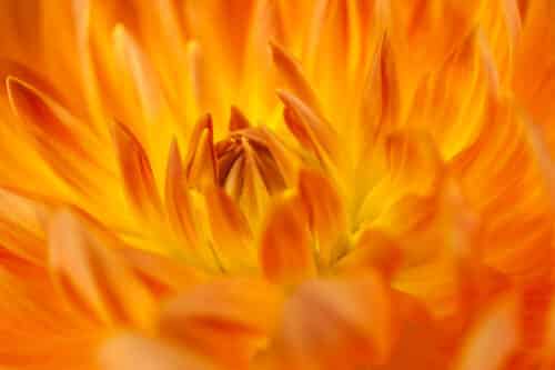 Orange Dahlie im Fotostudio