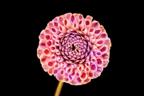 Bunte Dahlie im Fotostudio