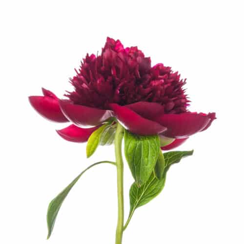 Pfingstrose im Fotostudio