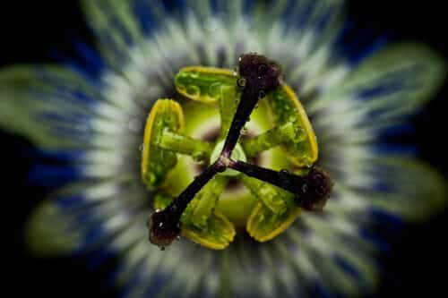 Passionsblume im Fotostudio