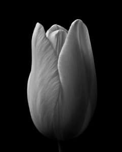 Weiße Tulpe im Fotostudio