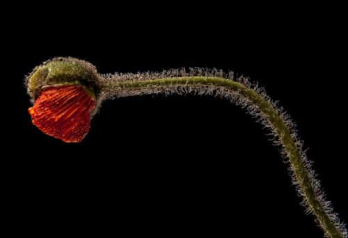 Mohnblüte im Fotostudio