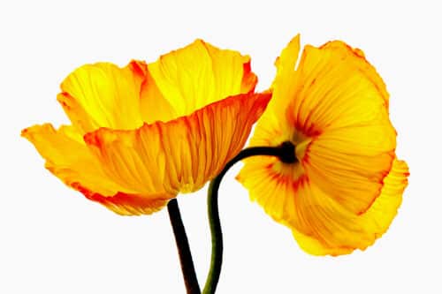 Gelber Mohn im Fotostudio