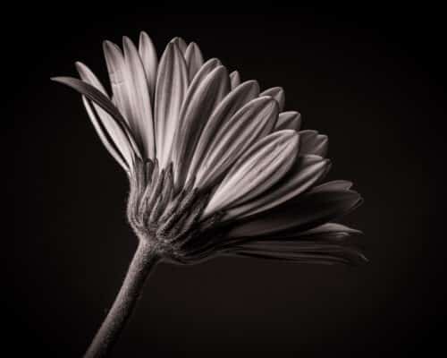 Gerbera schwarz-weiß im Fotostudio