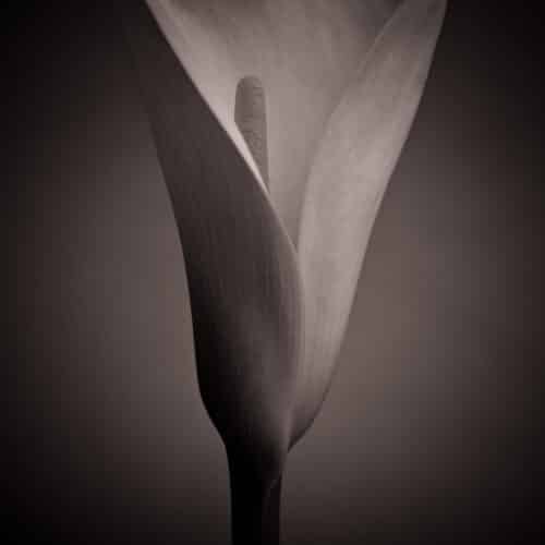 Kalla unbunt II im Fotostudio