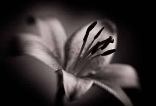 Lilie Lensbaby im Fotostudio