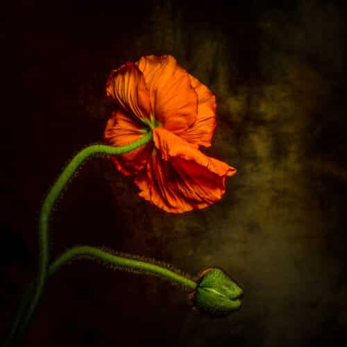 Mohn a la Robert im Fotostudio