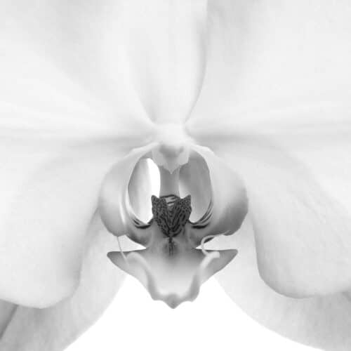 Weiße Orchidee im Fotostudio