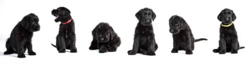 6 kleine Riesenschnautzerwelpen