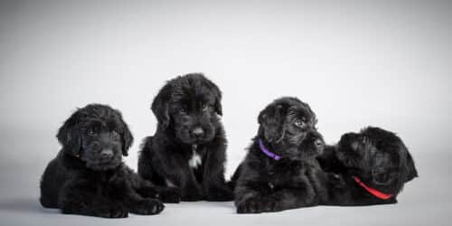 Riesenschnautzerwelpen