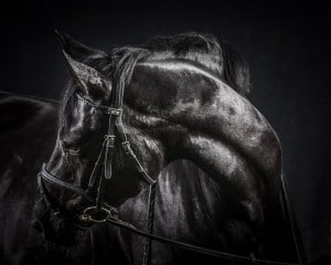 Schwarzes Pferd
