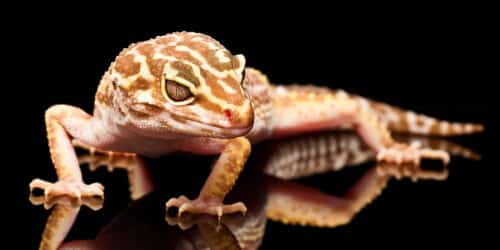 Leopardgekko