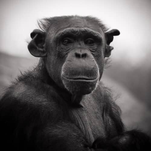 Schimpanse