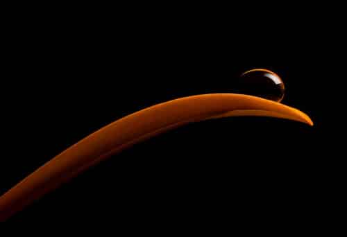 Tropfen auf Gerbera im Fotostudio