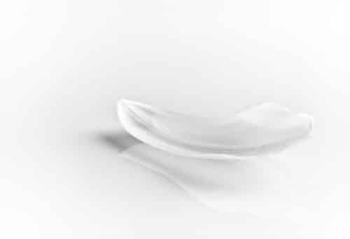 Tulpenblatt im Fotostudio