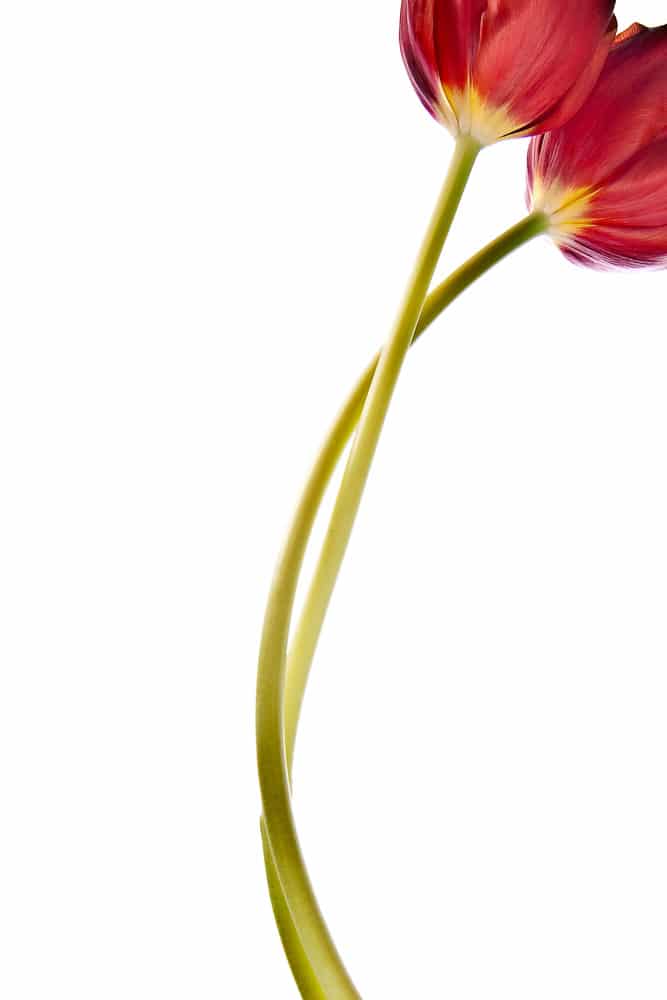 Zwei Tulpen im Fotostudio
