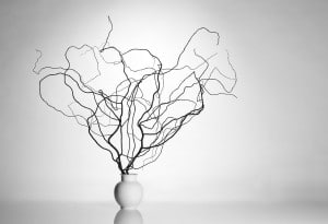 Zweige in Vase im Fotostudio