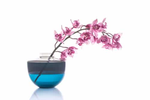 Orchidee in Vase vor weißem Hintergrund