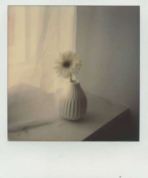 Blume auf Fensterbank auf Polaroid