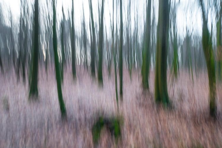 Wald mit Bewegungsunschärfe