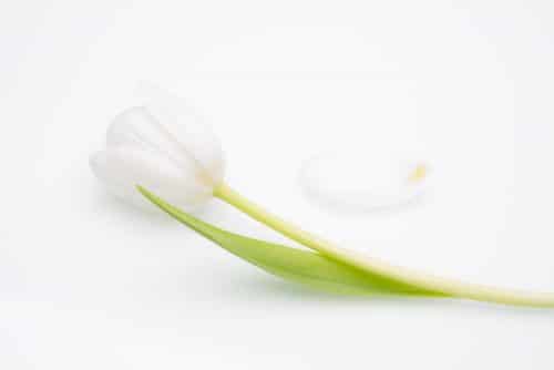 Weiße Tulpe liegt auf weißem Hintergrund