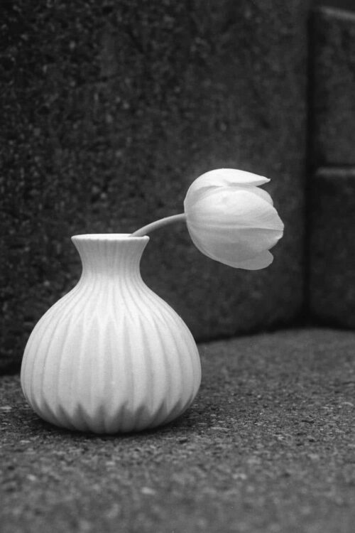 Tulpe-Island_Ufer-1