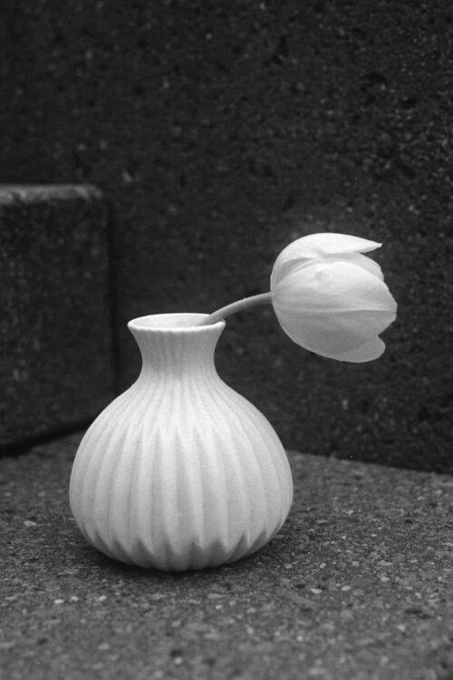 Tulpe-Island_Ufer-2