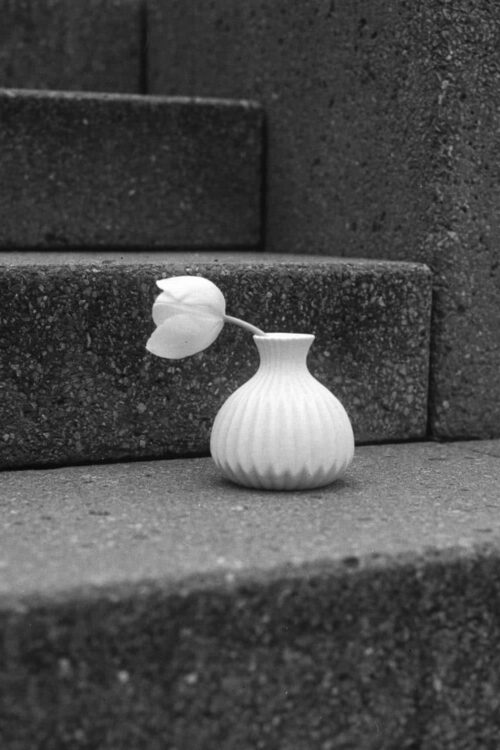 Tulpe-Island_Ufer-4