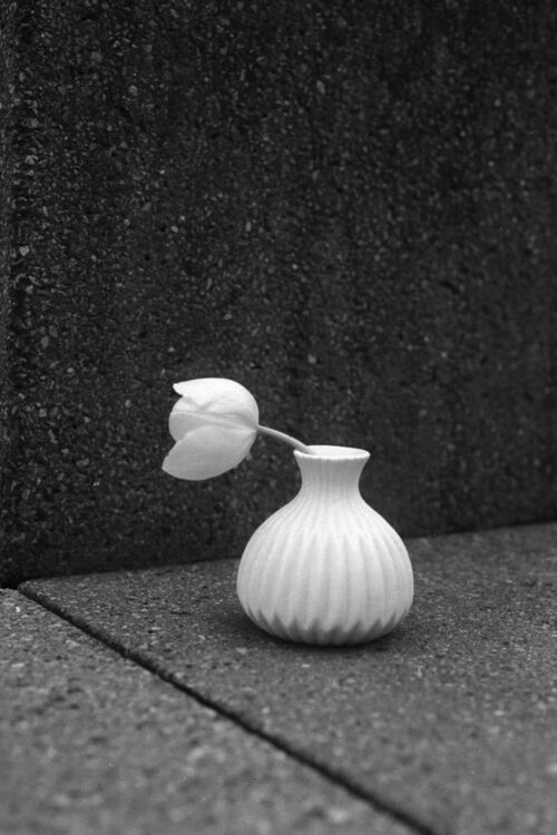 Tulpe-Island_Ufer-5