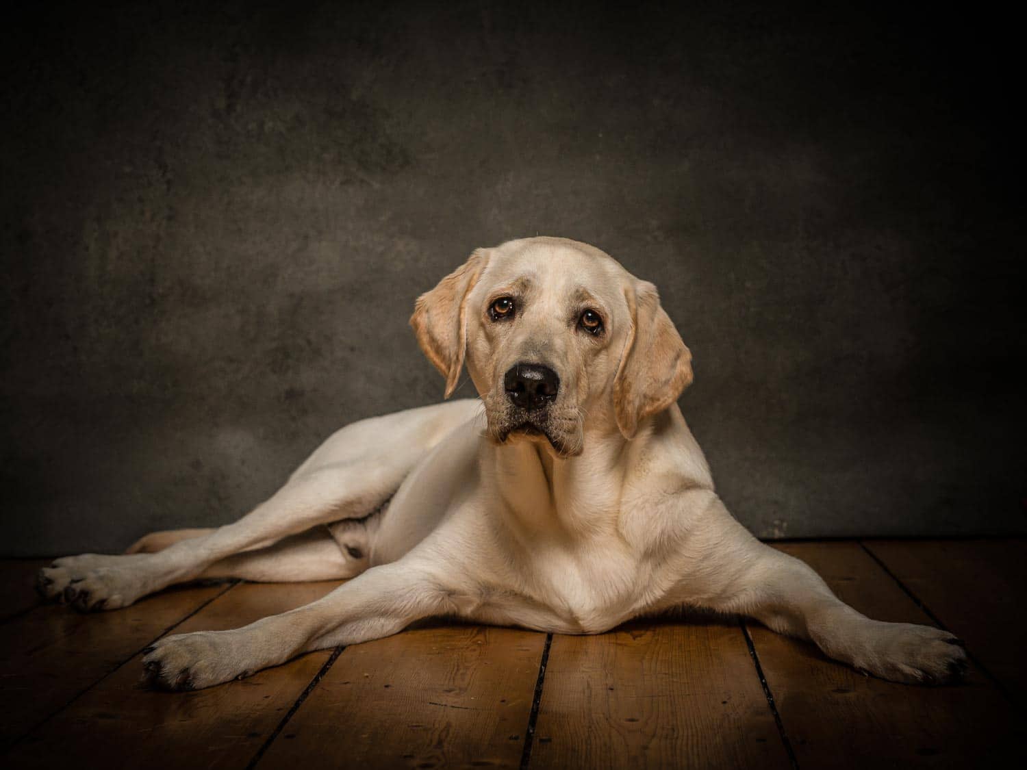 Hund im Fotostudio Hund im Fotostudio