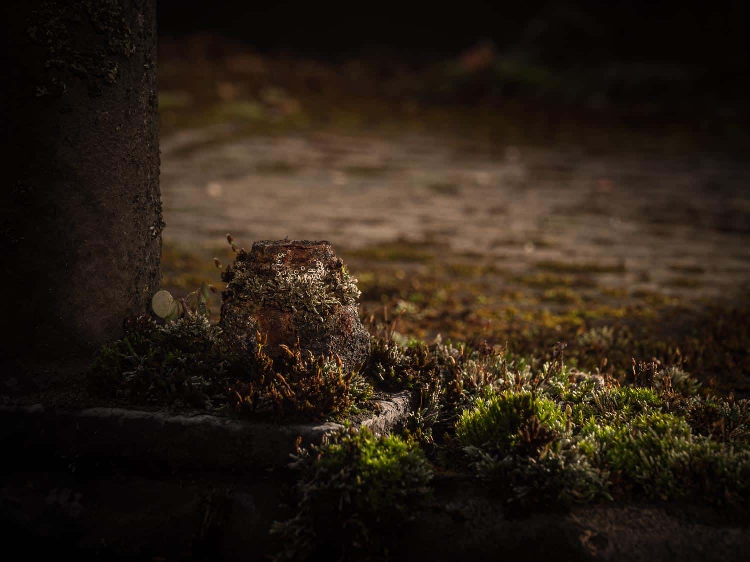 Vanitas-1 Rost und Moos