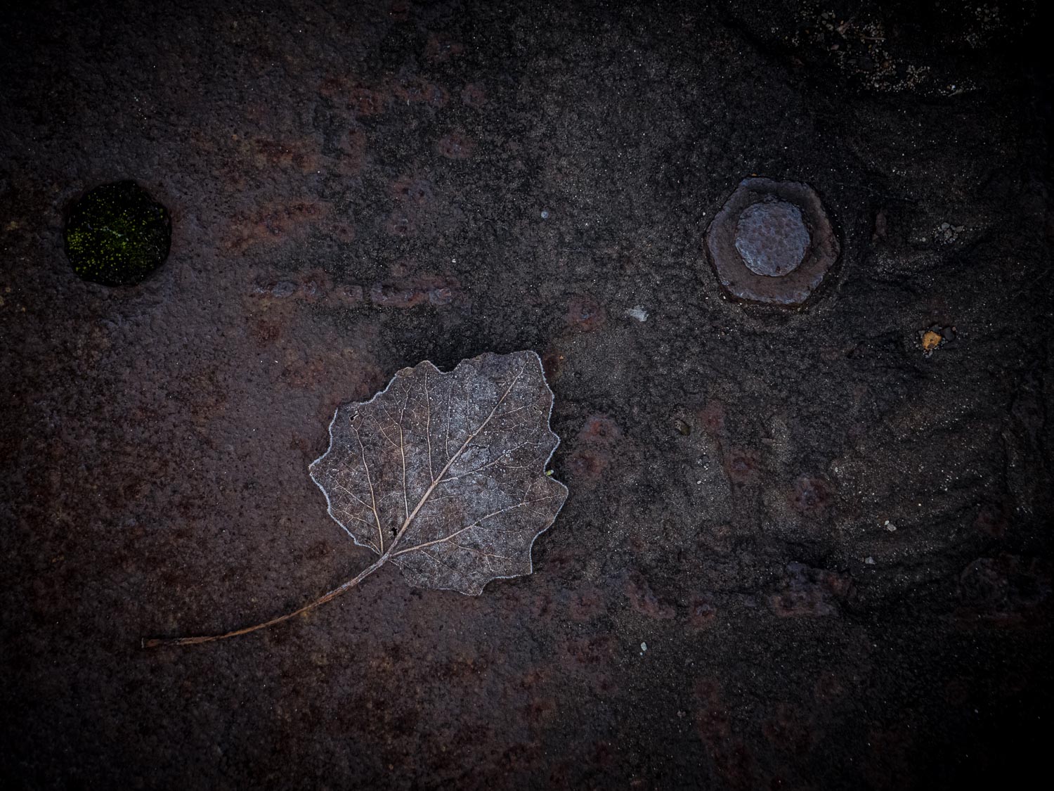 Vanitas-3 Rost und Laub