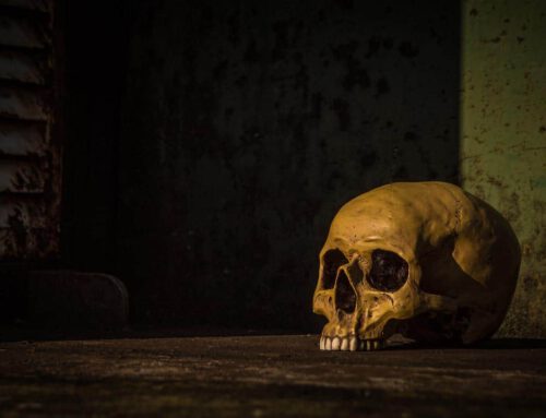 Vanitas Workshop mit Martin Timm