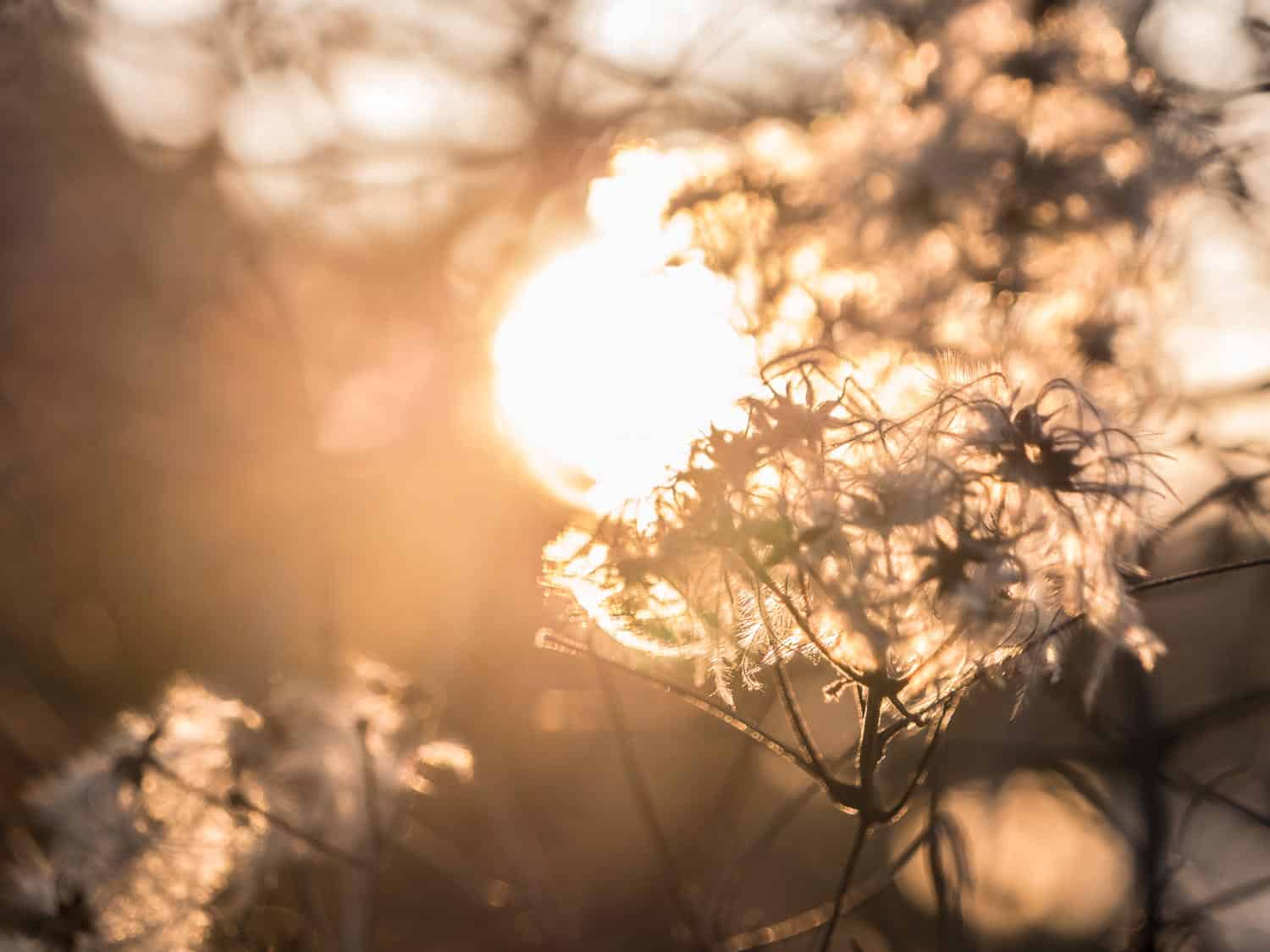 Vanitas-8 Abendsonne